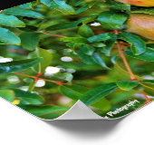 Poster Grenades d'Automne (Coin)