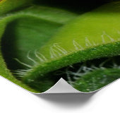 Poster grenouille (Coin)