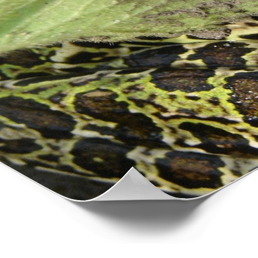 Poster Grenouille (Coin)