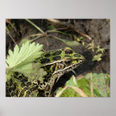 Poster Grenouille (Devant)