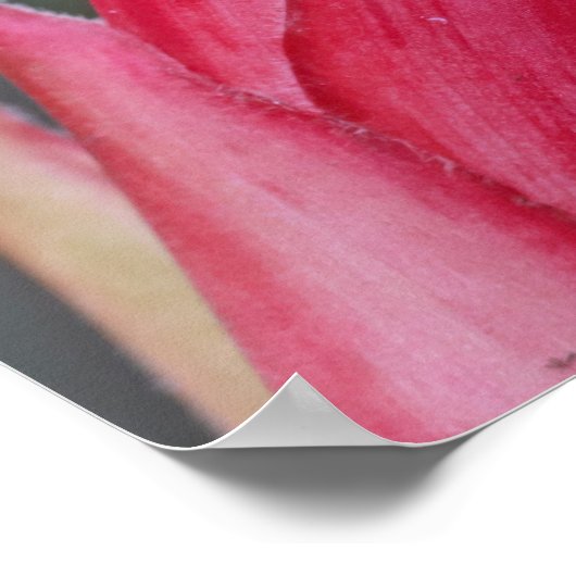 Poster Grenouille (Coin)