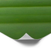 Poster Grenouille (Coin)
