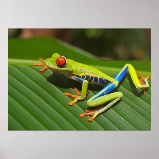 Poster Grenouille (Devant)