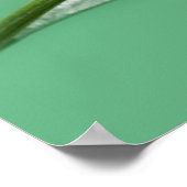 Poster grenouille (Coin)