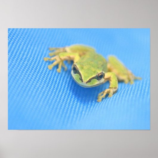 Poster Grenouille (Devant)