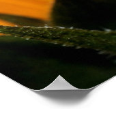 Poster grenouille (Coin)