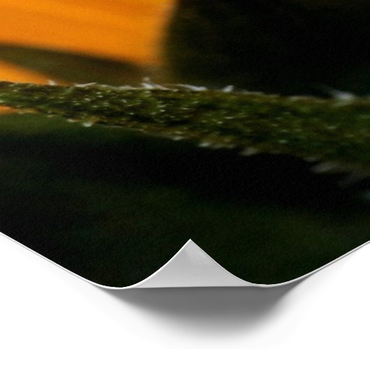 Poster grenouille (Coin)