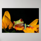 Poster grenouille (Devant)