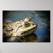 Poster Grenouille (Devant)