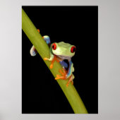 Poster grenouille (Devant)