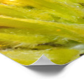 Poster grenouille (Coin)