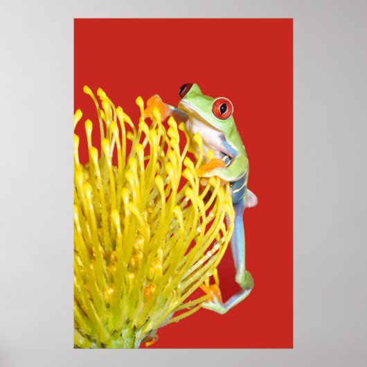 Poster grenouille (Devant)