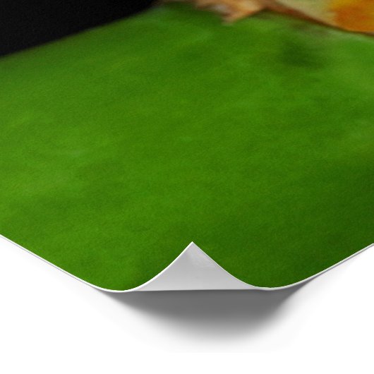 Poster grenouille (Coin)