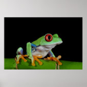 Poster grenouille (Devant)