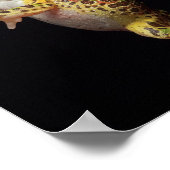 Poster grenouille (Coin)