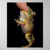 Poster grenouille (Devant)