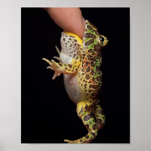 Poster grenouille (Devant)