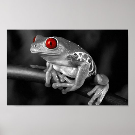 Poster Grenouille à arbre rouge (Devant)
