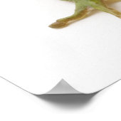 Poster Grenouille à arbre vert (Coin)