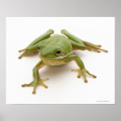 Poster Grenouille à arbre vert (Devant)
