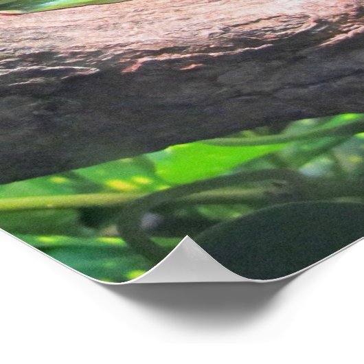 Poster Grenouille à arbre vert (Coin)