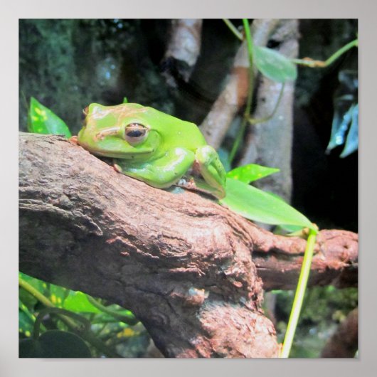 Poster Grenouille à arbre vert (Devant)