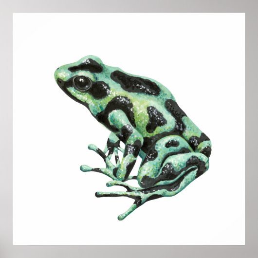 Poster Grenouille à flèche empoisonnée (Devant)