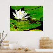 Poster Grenouille à l'eau Lily réflexion (Cuisine)