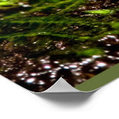 Poster Grenouille à tarte bleue (Coin)