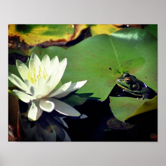 Poster Grenouille Admirant La Lily D'Eau (Devant)