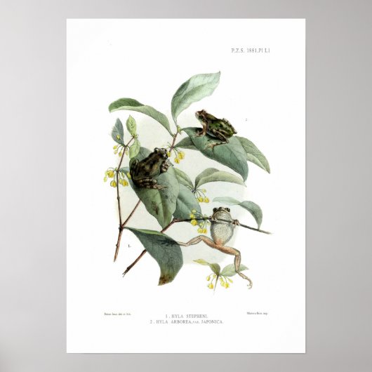 Poster Grenouille arboricole (Devant)