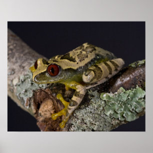 Poster Grenouille arboricole à yeux rouges d'Afrique, Lep