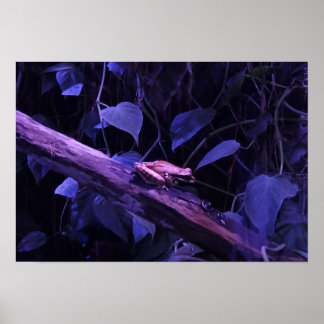 Poster Grenouille arboricole au Costa Rica