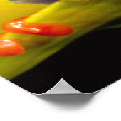 Poster Grenouille arboricole aux yeux rouges, Agalychinis (Coin)