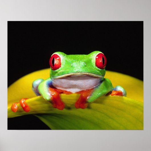 Poster Grenouille arboricole aux yeux rouges, Agalychinis (Devant)