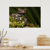 Poster Grenouille arboricole captive de Tapichalaca Hylos (Cuisine)