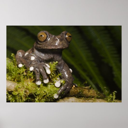 Poster Grenouille arboricole captive de Tapichalaca Hylos (Devant)