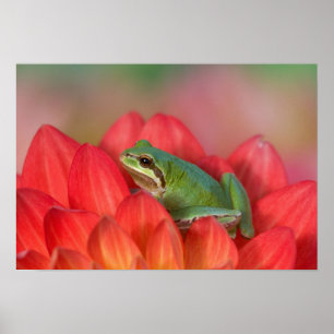 Poster Grenouille arboricole du Pacifique sur des fleurs 