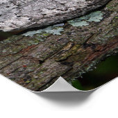 Poster Grenouille arboricole grise (Coin)