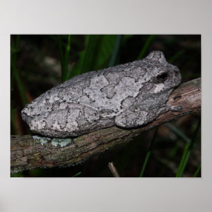 Poster Grenouille arboricole grise