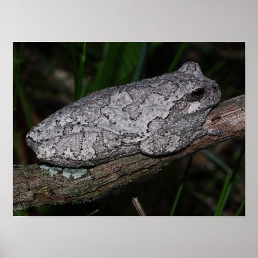 Poster Grenouille arboricole grise (Devant)