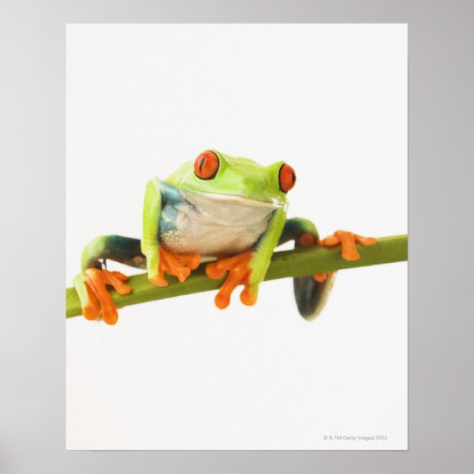 Poster Grenouille arboricole sur la tige (Devant)
