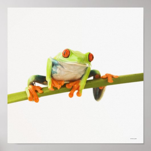 Poster Grenouille arboricole sur la tige (Devant)