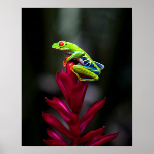 Poster Grenouille aux yeux rouges