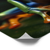 Poster Grenouille aux yeux rouges (Coin)