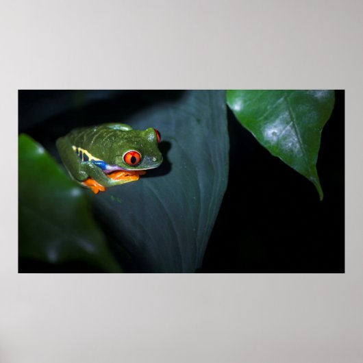 Poster Grenouille aux yeux rouges assise (Devant)