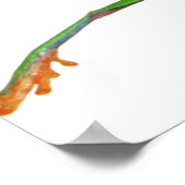 Poster Grenouille aux yeux rouges saut (Coin)