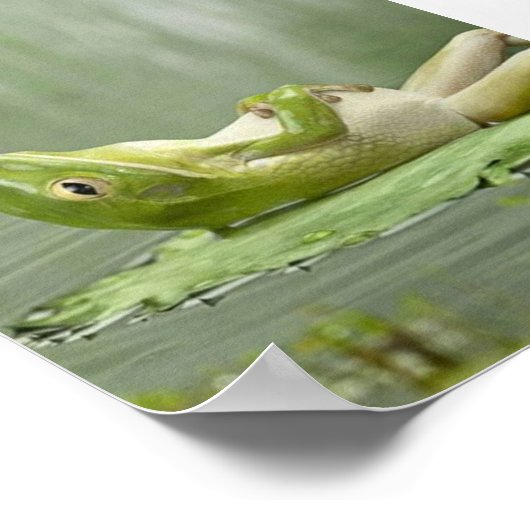 Poster Grenouille azy (Coin)