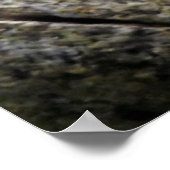 Poster Grenouille blanche (Coin)