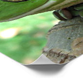 Poster Grenouille blanche - Litoria caerulea (Coin)